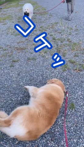 ごろんするワンコ