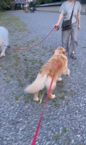 人間に駆け寄るワンコ