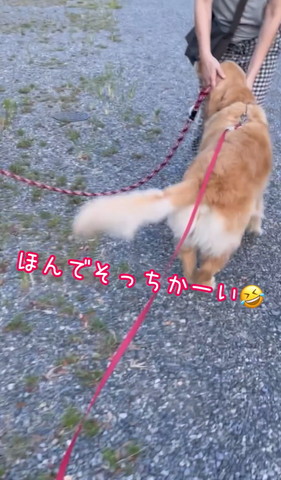 ほんでそっちかーいテロップ