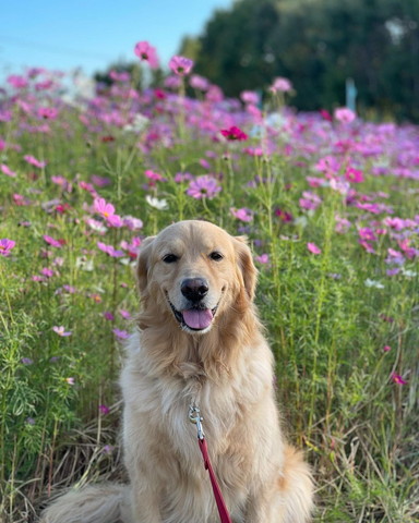 コスモス畑ワンコ