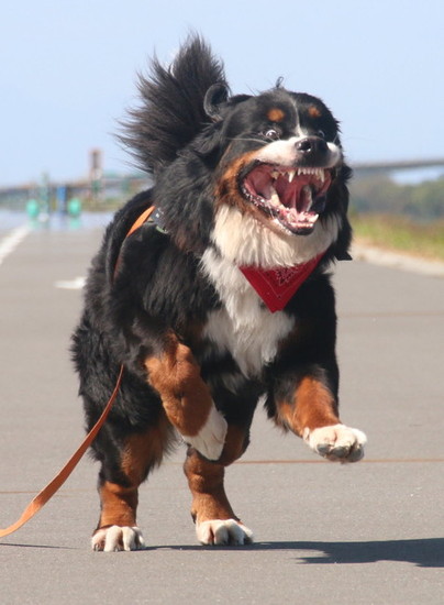 前足を上げた犬