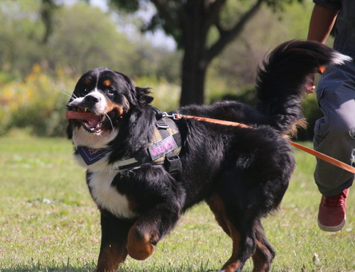 おちゃらけた犬