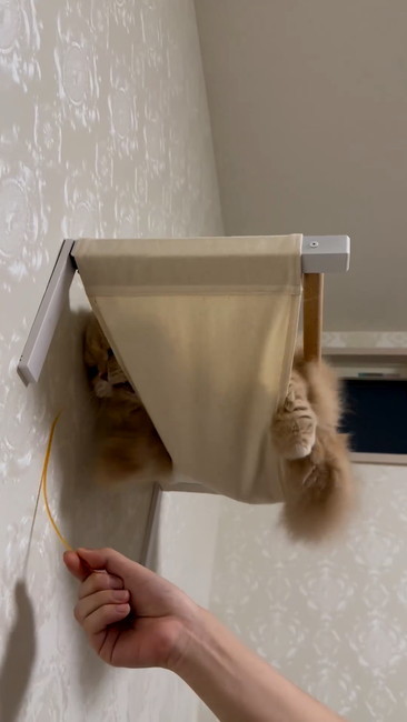 のぞく猫