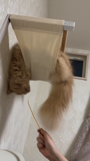 顔を出す猫