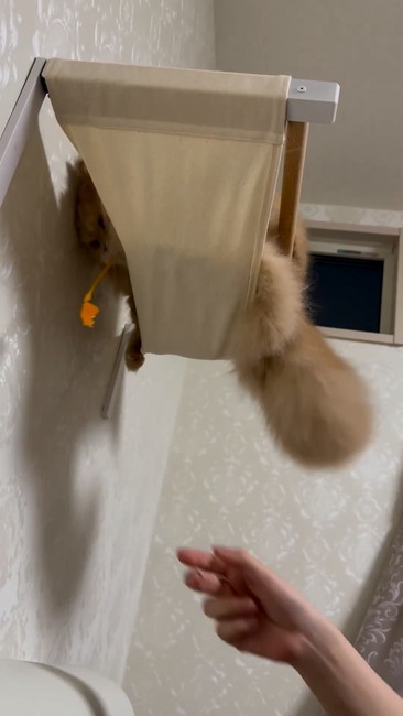 持って行く猫