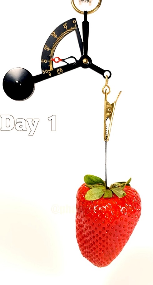 イチゴライムラプス01