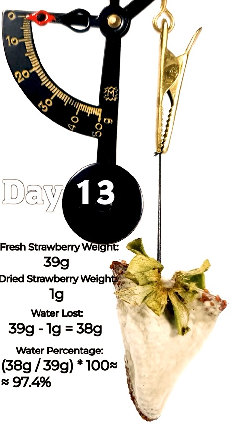 イチゴライムラプス03