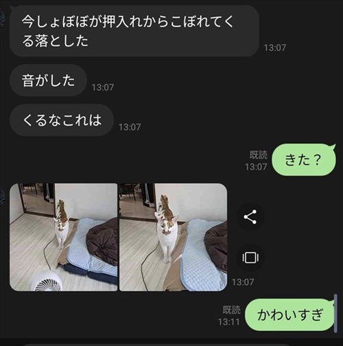 猫がいる家で在宅ワークをするということ