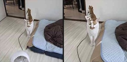 猫がいる家で在宅ワークをするということ