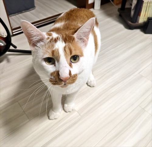 猫がいる家で在宅ワークをするということ