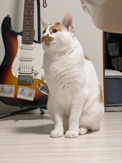 猫がいる家で在宅ワークをするということ