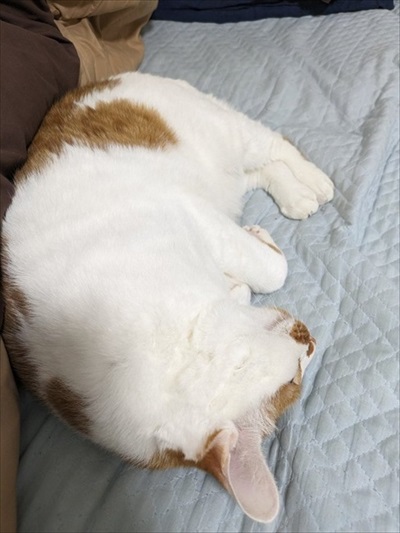 猫がいる家で在宅ワークをするということ