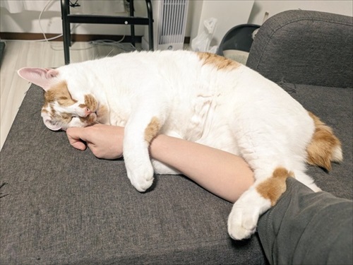 猫がいる家で在宅ワークをするということ