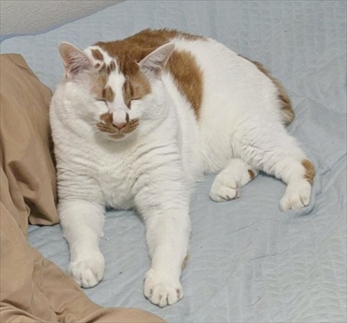 猫がいる家で在宅ワークをするということ