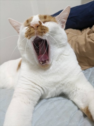 猫がいる家で在宅ワークをするということ