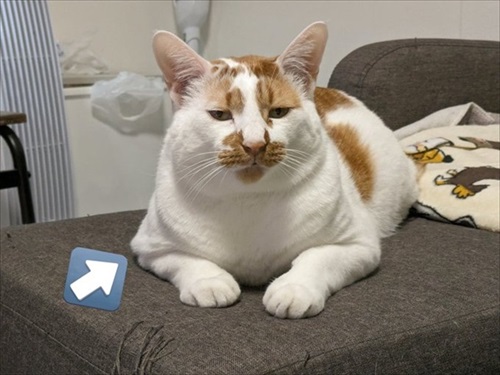 猫がいる家で在宅ワークをするということ