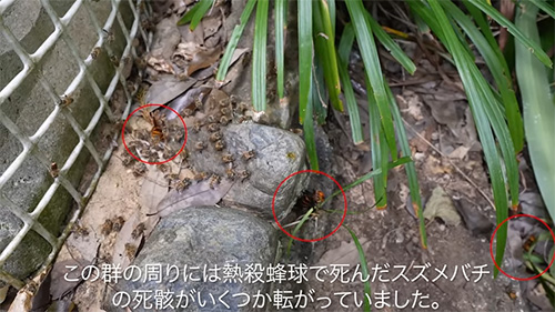 死がいが転がっていました