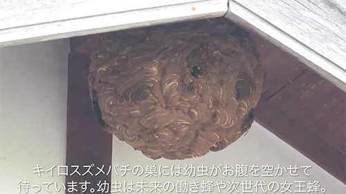 キイロスズメバチの巣