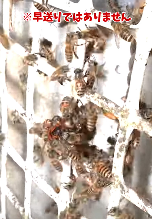 早送りではありません