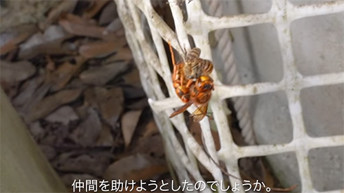 仲間を助けようとしたのでしょうか