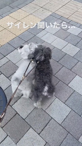 サイレンを聞くと……