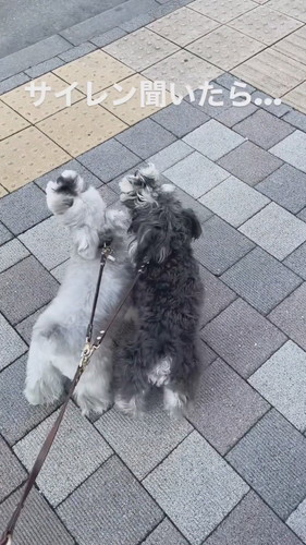 サイレンを聞くと……