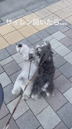 サイレンを聞くと……