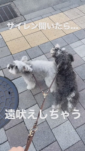 サイレンを聞くと……