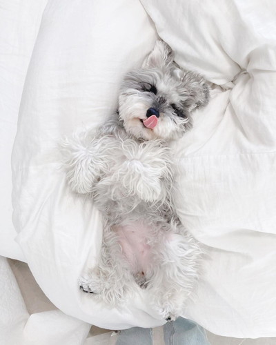 ジジちゃんとトトちゃん