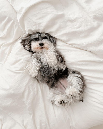 ジジちゃんとトトちゃん