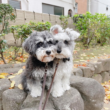 ジジちゃんとトトちゃん