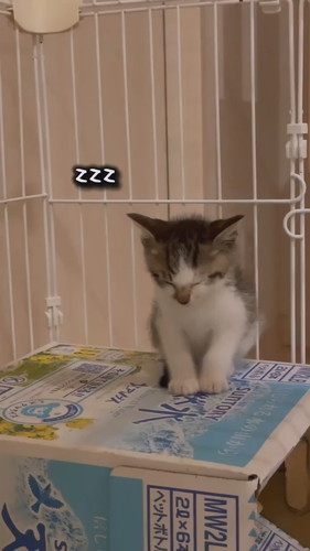 睡魔と闘う子猫ちゃん