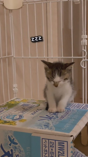 睡魔と闘う子猫ちゃん