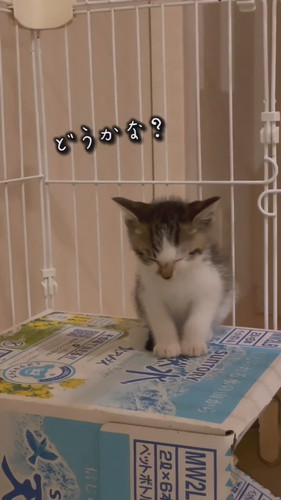 睡魔と闘う子猫ちゃん