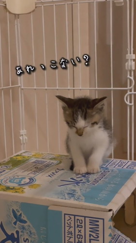 睡魔と闘う子猫ちゃん