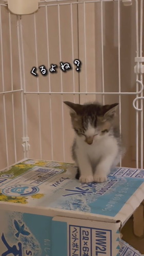 睡魔と闘う子猫ちゃん