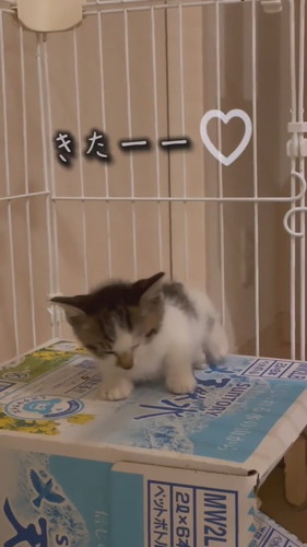 睡魔と闘う子猫ちゃん