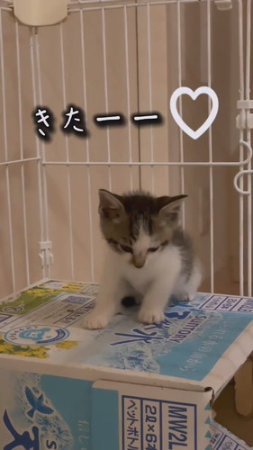 睡魔と闘う子猫ちゃん