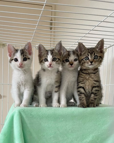 猫ちゃんたち