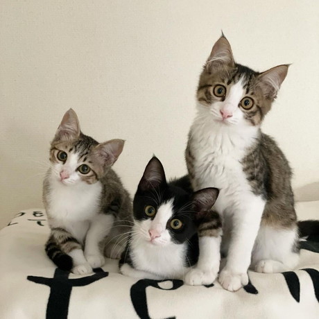 猫ちゃんたち