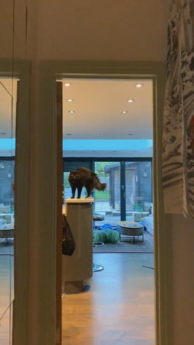 やんのかずつちゃん