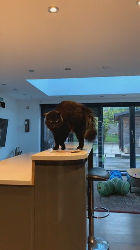 やんのかずつちゃん