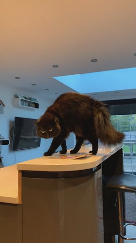 やんのかずつちゃん