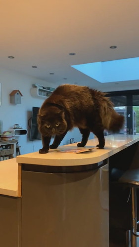 やんのかずつちゃん