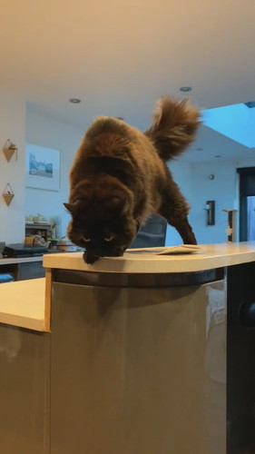 やんのかずつちゃん