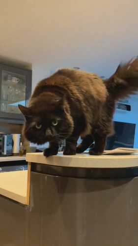 やんのかずつちゃん