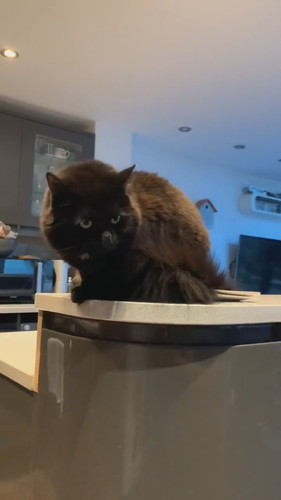 やんのかずつちゃん