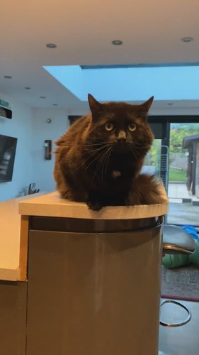 やんのかずつちゃん