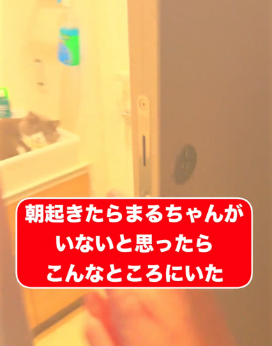 独立洗面所にいた猫ちゃん