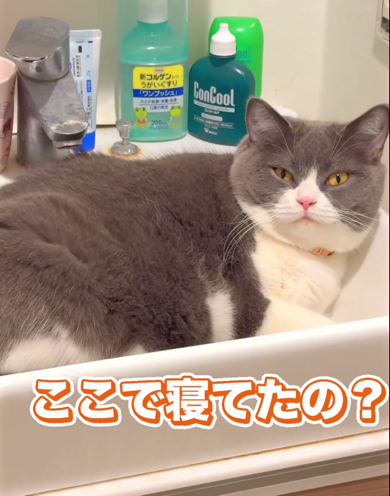 飼い主さんが「ここで寝てたの？」と聞きます